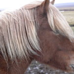 Icelandic horse